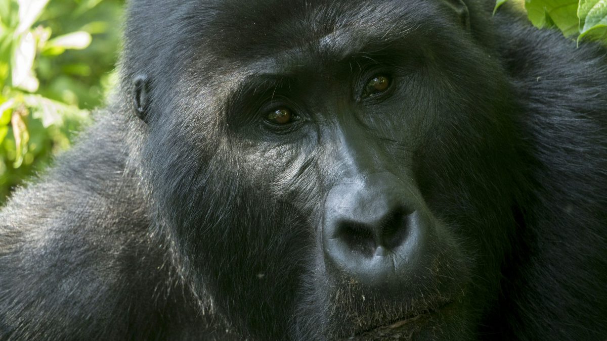 Uganda Gorilla Permit Cost
