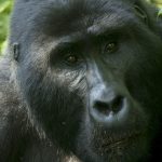 Is Gorilla Trekking Money Worth?