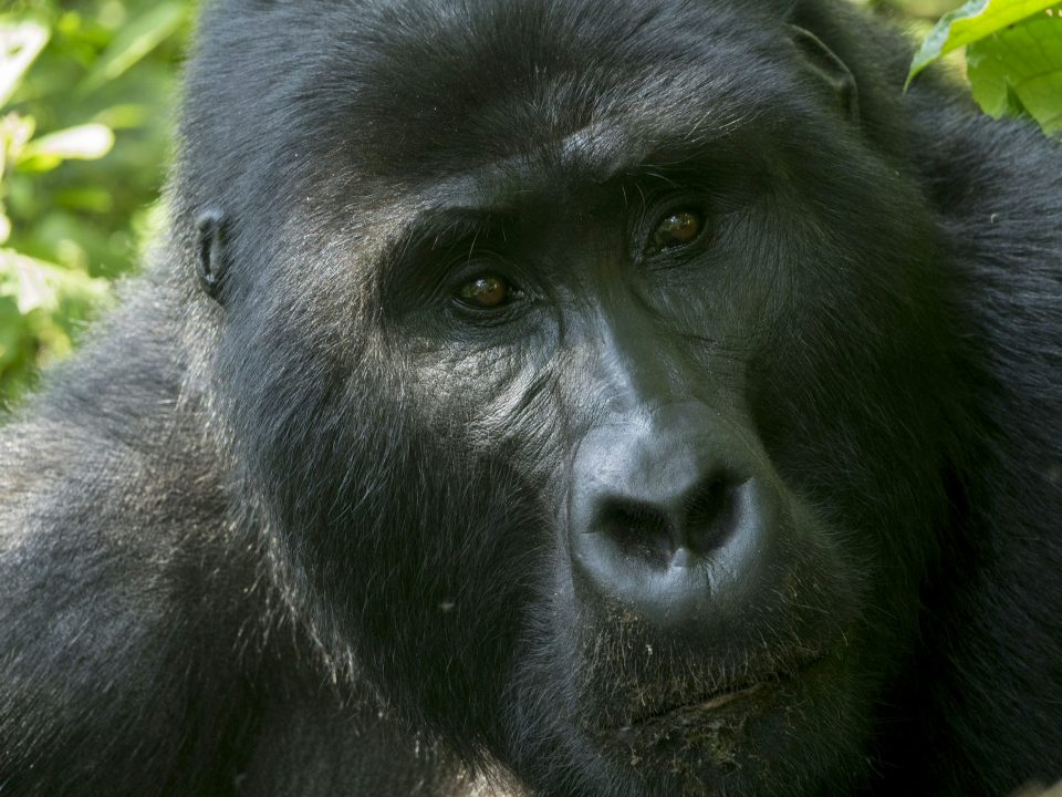 discounts on gorilla trekking permits