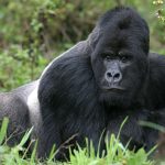 Why is gorilla trekking so expensive?
