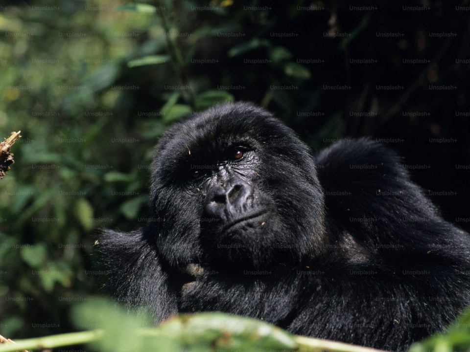 book gorilla trekking