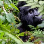 What is included in a gorilla trekking permit?