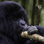 How to book gorilla trekking permit?