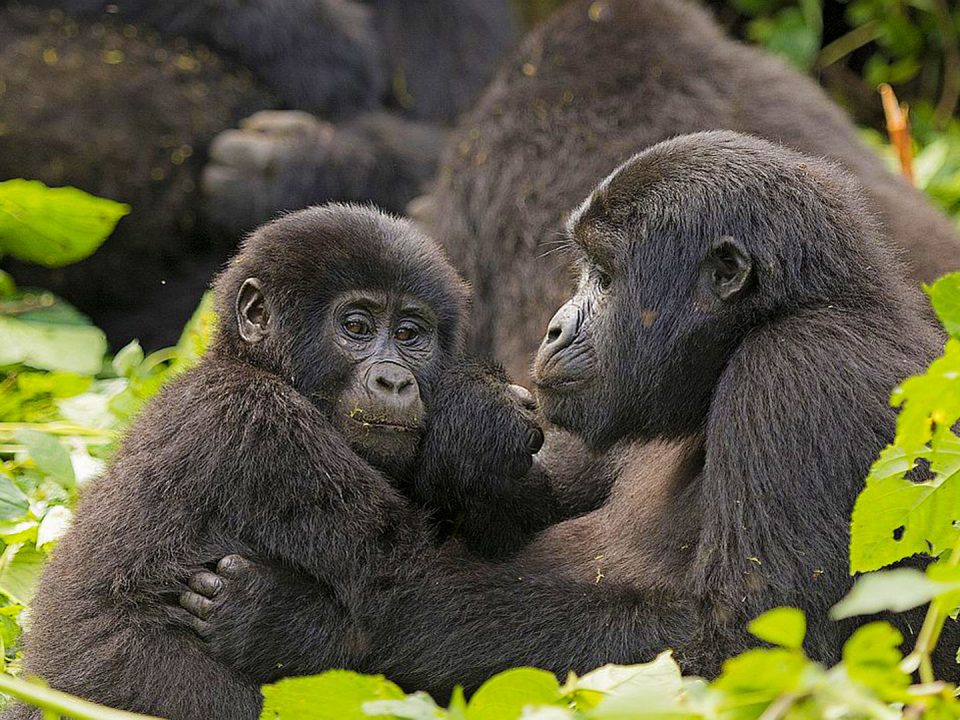 Uganda vs Rwanda Gorilla Trekking