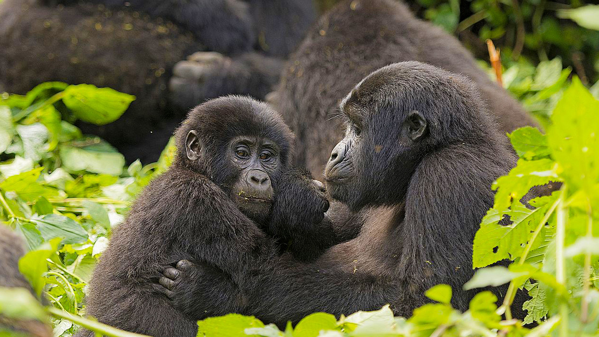 Is gorilla trekking better in Uganda or Rwanda?