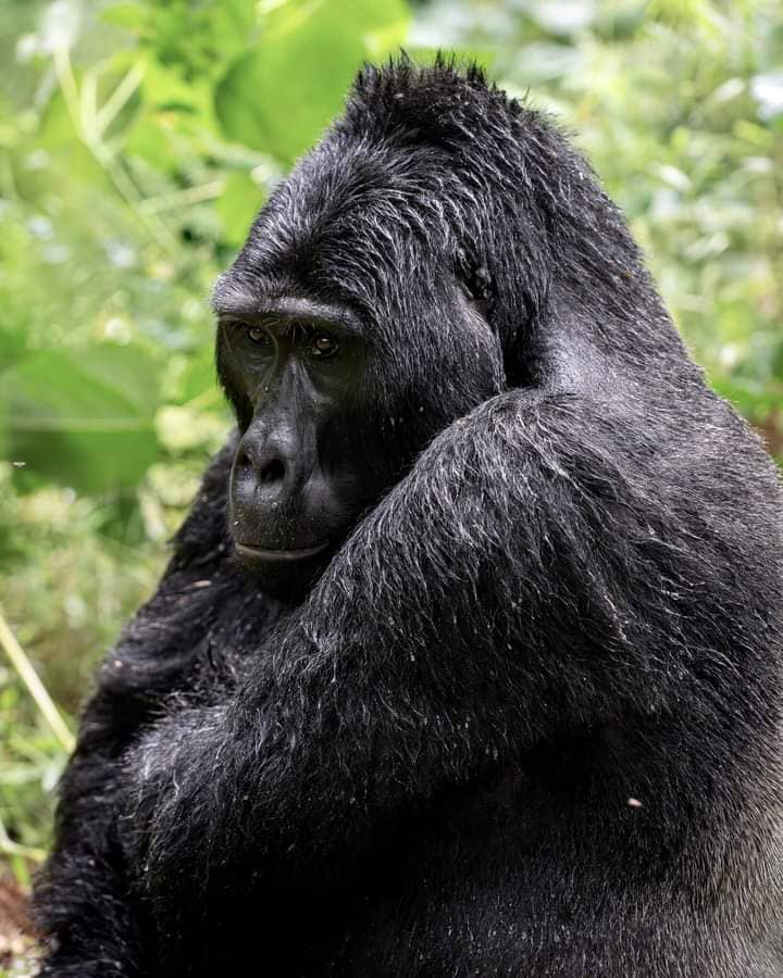 Best Gorilla Africa Destination.
