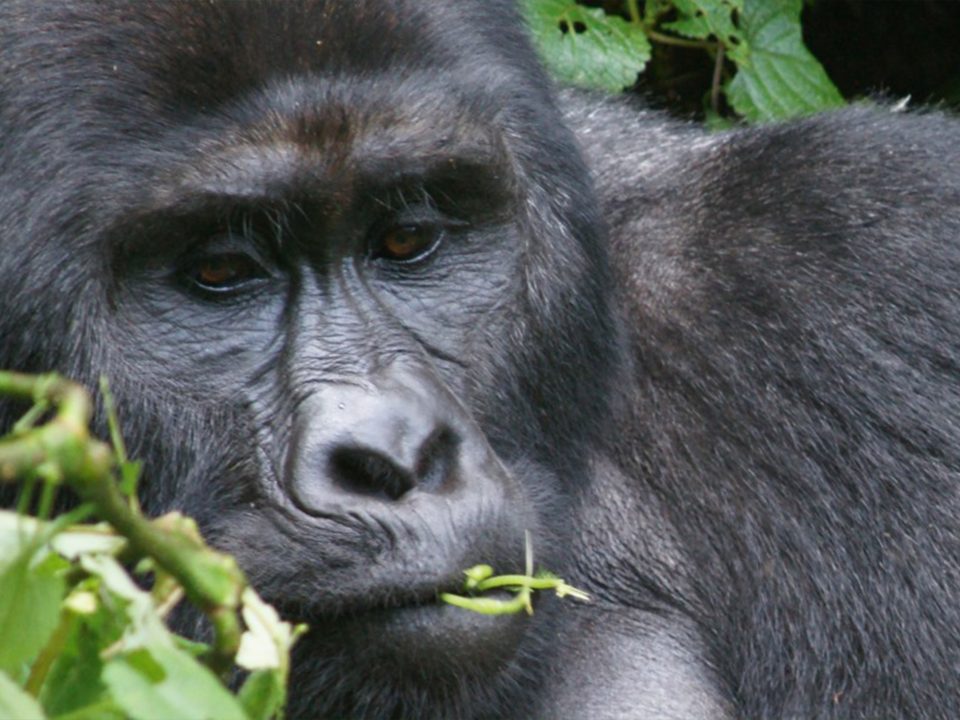 Best Gorilla Africa Destination 2026-2028