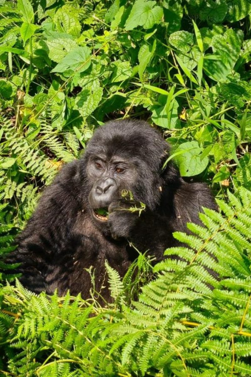Best Gorilla Africa Destination.