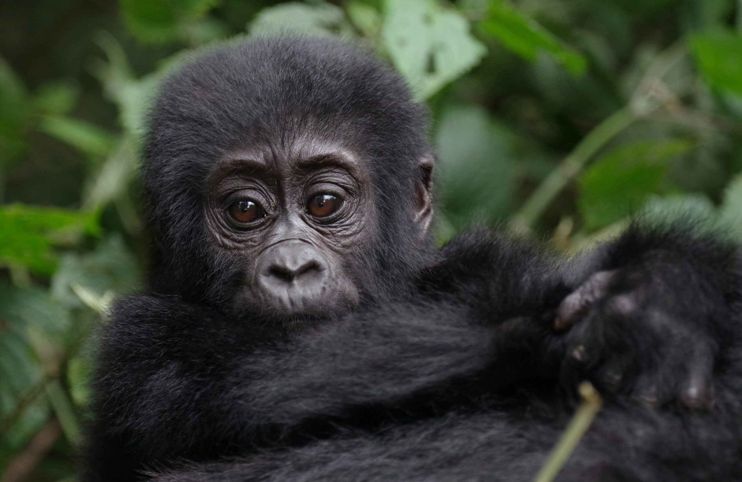 Uganda Ebola Safety Guide: Essential Travel Tips Every Visitor Must Know