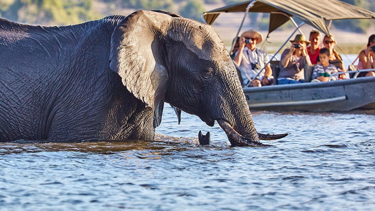 Gorilla Trekking & Botswana Safari