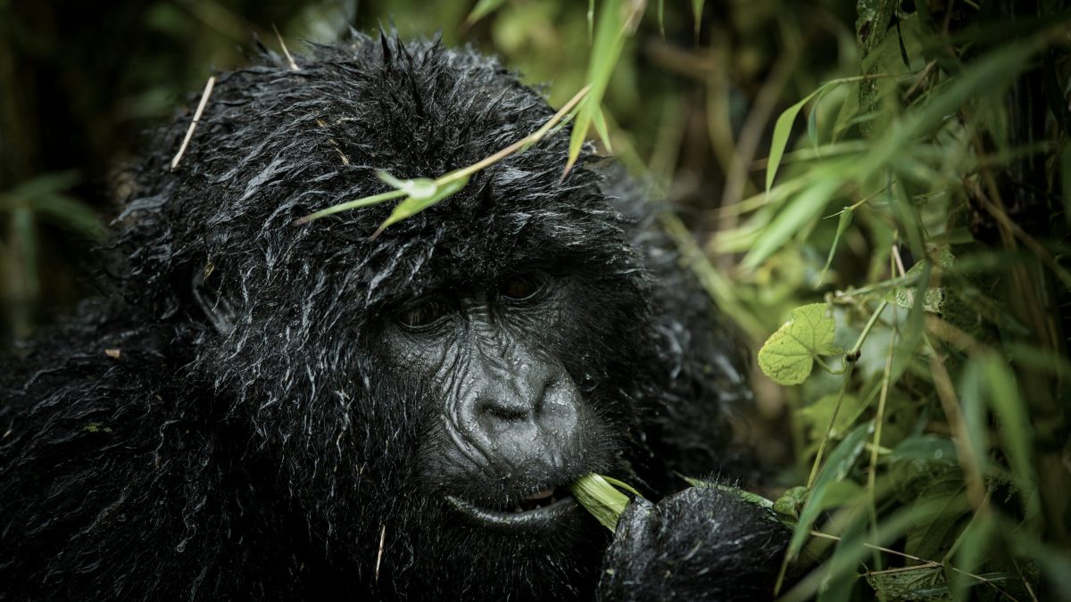 Rwanda Gorilla Permit Cost 2026-2028
