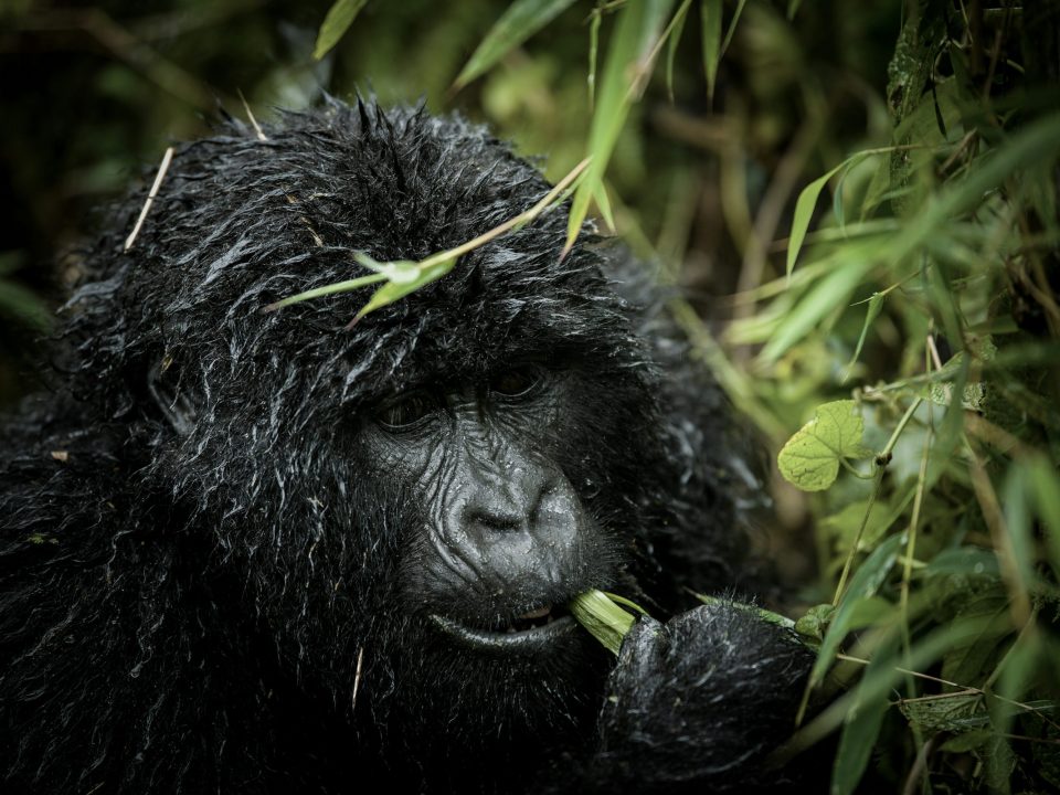 Rwanda Gorilla Permit Cost 2026-2028