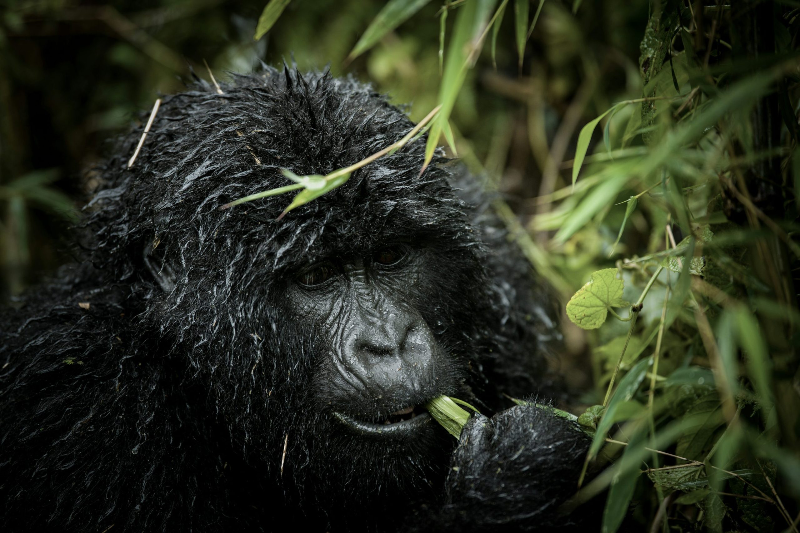 Cost of Gorilla Permit in Rwanda
