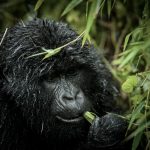 Bwindi Gorilla Trekking Experience