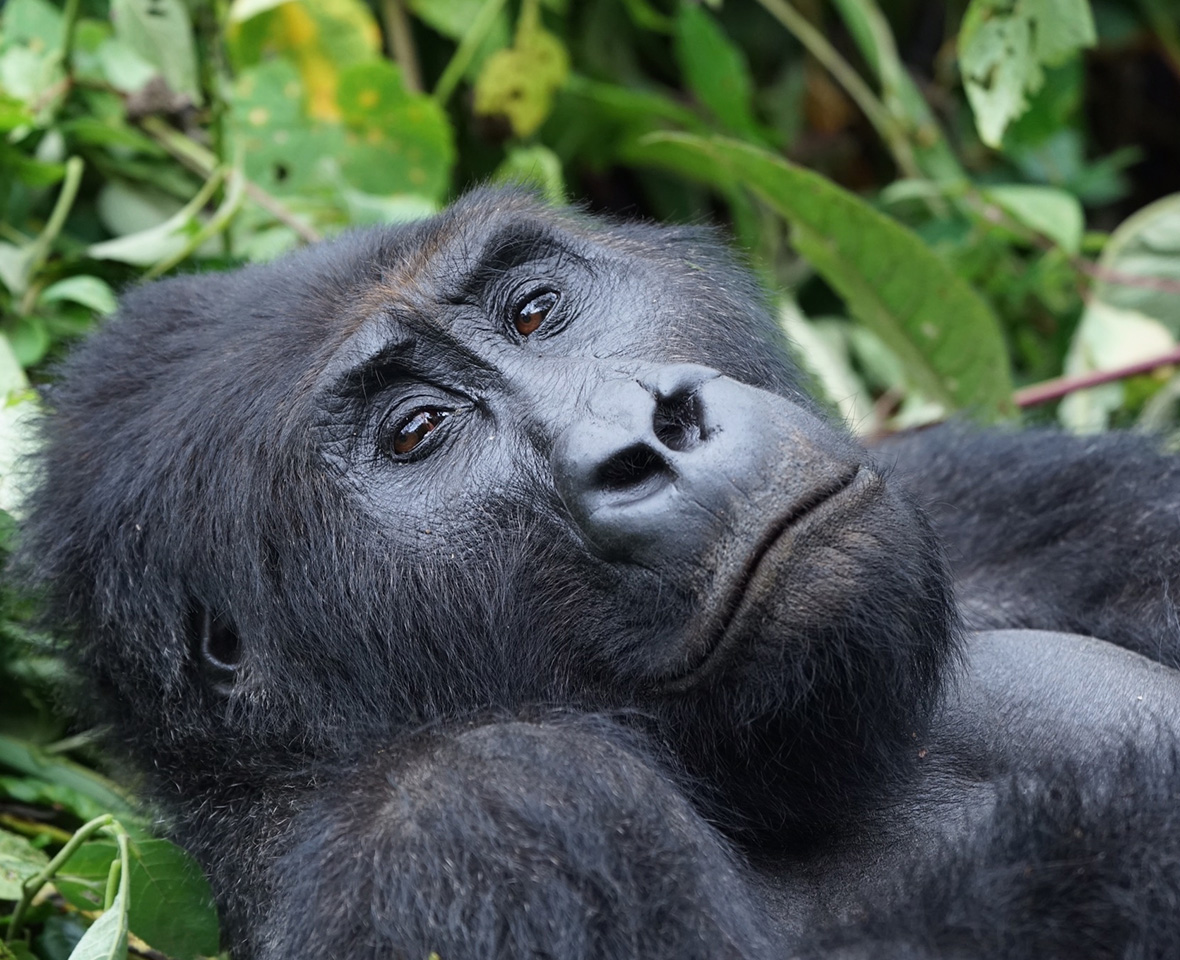 Best Gorilla Africa Destination.