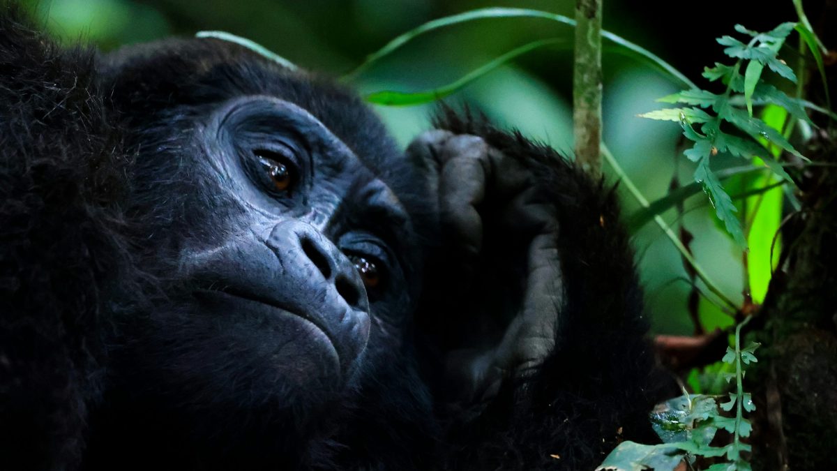 Gorilla trekking days needed for a safari