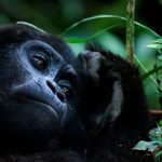 Gorilla trekking days needed for a safari