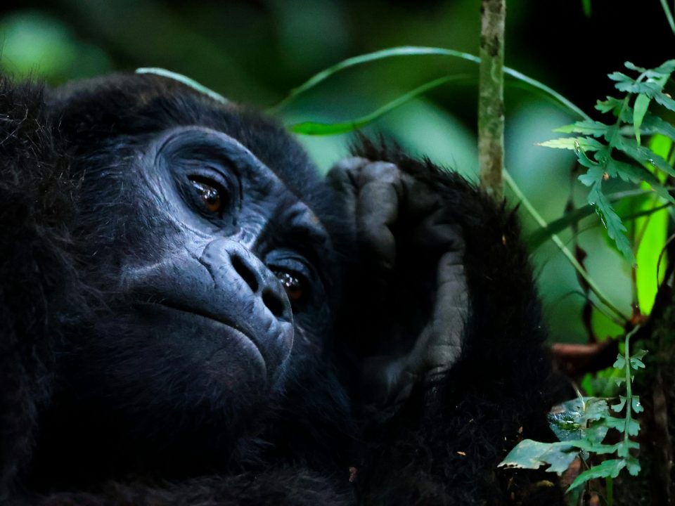 Gorilla trekking days needed for a safari