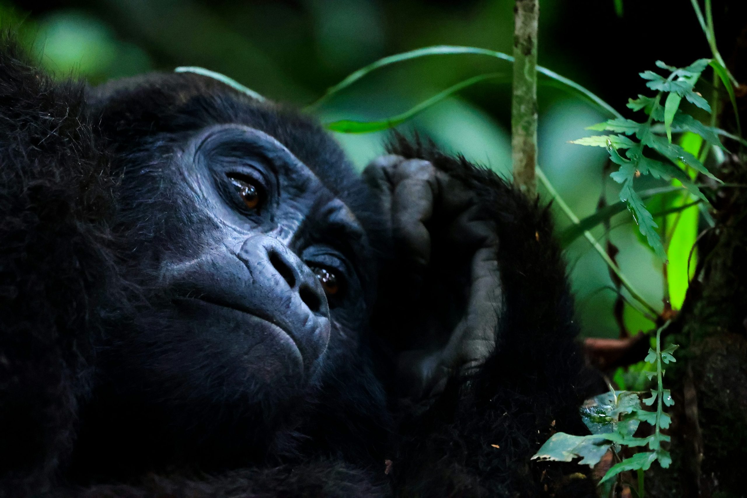 How Many Days You Need For Gorilla Trekking